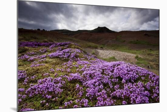 Summer Wildflowers in Iceland-null-Mounted Photographic Print