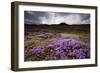 Summer Wildflowers in Iceland-null-Framed Photographic Print