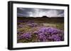 Summer Wildflowers in Iceland-null-Framed Photographic Print