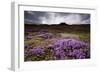 Summer Wildflowers in Iceland-null-Framed Photographic Print