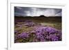 Summer Wildflowers in Iceland-null-Framed Photographic Print