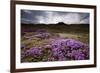 Summer Wildflowers in Iceland-null-Framed Photographic Print