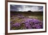 Summer Wildflowers in Iceland-null-Framed Photographic Print