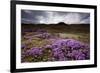 Summer Wildflowers in Iceland-null-Framed Photographic Print