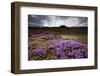 Summer Wildflowers in Iceland-null-Framed Photographic Print