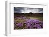 Summer Wildflowers in Iceland-null-Framed Photographic Print