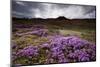 Summer Wildflowers in Iceland-null-Mounted Photographic Print