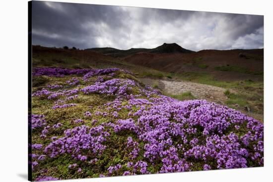 Summer Wildflowers in Iceland-null-Stretched Canvas