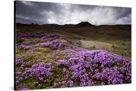 Summer Wildflowers in Iceland-null-Stretched Canvas