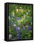 Summer Wildflowers in Mt Rainier National Park, Washington-Jerry Ginsberg-Framed Stretched Canvas