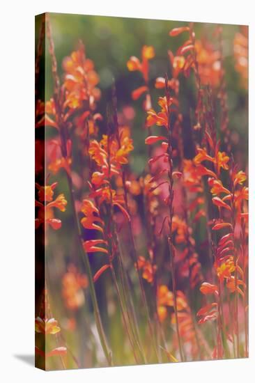 Summer Wildflowers, Northern California-Vincent James-Stretched Canvas