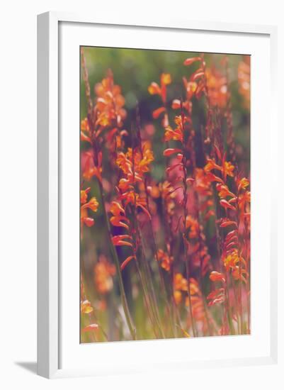 Summer Wildflowers, Northern California-Vincent James-Framed Photographic Print