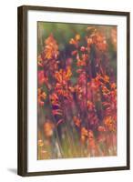 Summer Wildflowers, Northern California-Vincent James-Framed Photographic Print