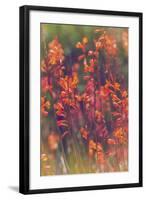 Summer Wildflowers, Northern California-Vincent James-Framed Photographic Print