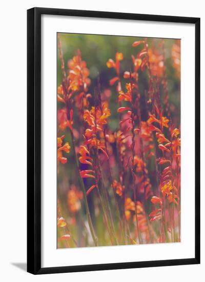 Summer Wildflowers, Northern California-Vincent James-Framed Photographic Print