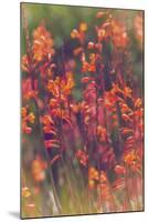 Summer Wildflowers, Northern California-Vincent James-Mounted Photographic Print