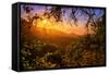 Summer Wonderland at Sunrise Oakland Hills California-Vincent James-Framed Stretched Canvas