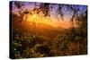 Summer Wonderland at Sunrise Oakland Hills California-Vincent James-Stretched Canvas