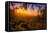 Summer Wonderland at Sunrise Oakland Hills California-Vincent James-Framed Stretched Canvas