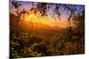 Summer Wonderland at Sunrise Oakland Hills California-Vincent James-Mounted Photographic Print