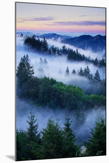 Summer World of Mount Tamalpais, San Francisco, California-Vincent James-Mounted Premium Photographic Print