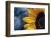 Summer Yellow-Philippe Sainte-Laudy-Framed Photographic Print