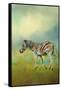 Summer Zebra 2-Jai Johnson-Framed Stretched Canvas