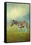 Summer Zebra 2-Jai Johnson-Framed Stretched Canvas