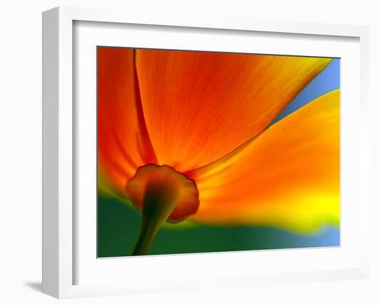 Summer-Ursula Abresch-Framed Photographic Print