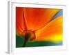 Summer-Ursula Abresch-Framed Photographic Print