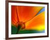 Summer-Ursula Abresch-Framed Photographic Print