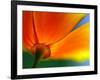 Summer-Ursula Abresch-Framed Photographic Print