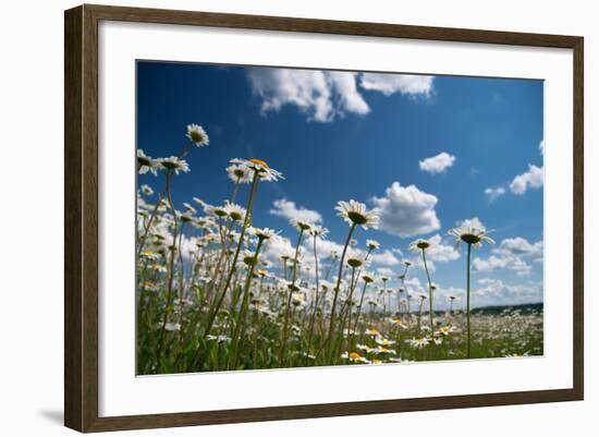 Summer-Yanika-Framed Photographic Print