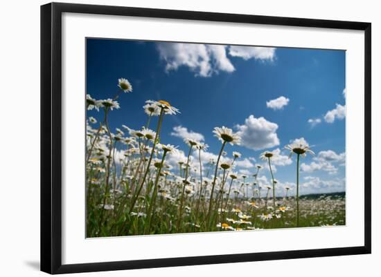 Summer-Yanika-Framed Photographic Print