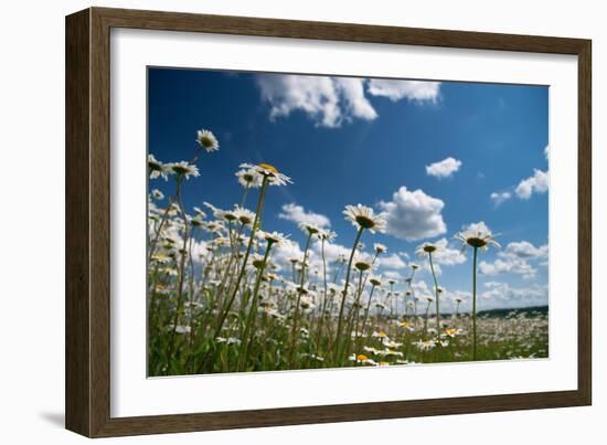 Summer-Yanika-Framed Photographic Print