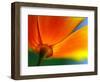 Summer-Ursula Abresch-Framed Photographic Print