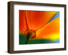 Summer-Ursula Abresch-Framed Photographic Print