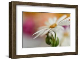 Summer-Heidi Westum-Framed Photographic Print