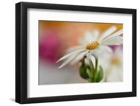 Summer-Heidi Westum-Framed Photographic Print