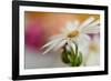 Summer-Heidi Westum-Framed Photographic Print