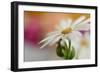 Summer-Heidi Westum-Framed Photographic Print