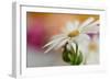 Summer-Heidi Westum-Framed Photographic Print