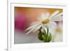 Summer-Heidi Westum-Framed Photographic Print