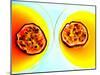 Summerstar Martinis with Passion Fruit and Champagne-null-Mounted Premium Photographic Print