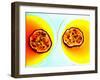 Summerstar Martinis with Passion Fruit and Champagne-null-Framed Photographic Print