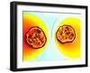 Summerstar Martinis with Passion Fruit and Champagne-null-Framed Photographic Print