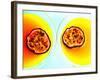 Summerstar Martinis with Passion Fruit and Champagne-null-Framed Photographic Print