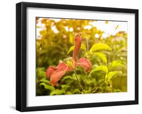 Summertime Clematis-Savanah Plank-Framed Photo