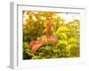 Summertime Clematis-Savanah Plank-Framed Photo