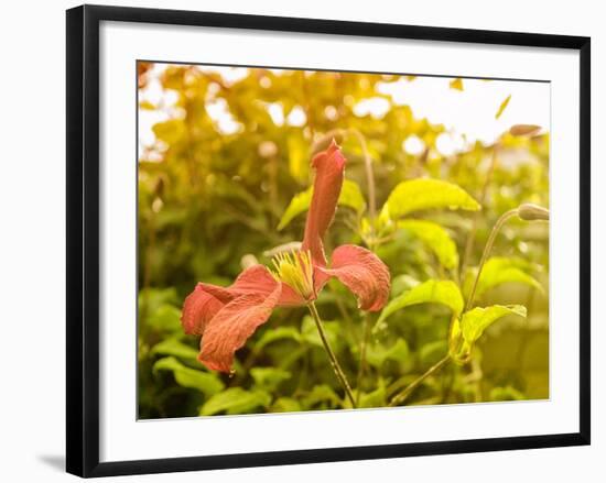 Summertime Clematis-Savanah Plank-Framed Photo